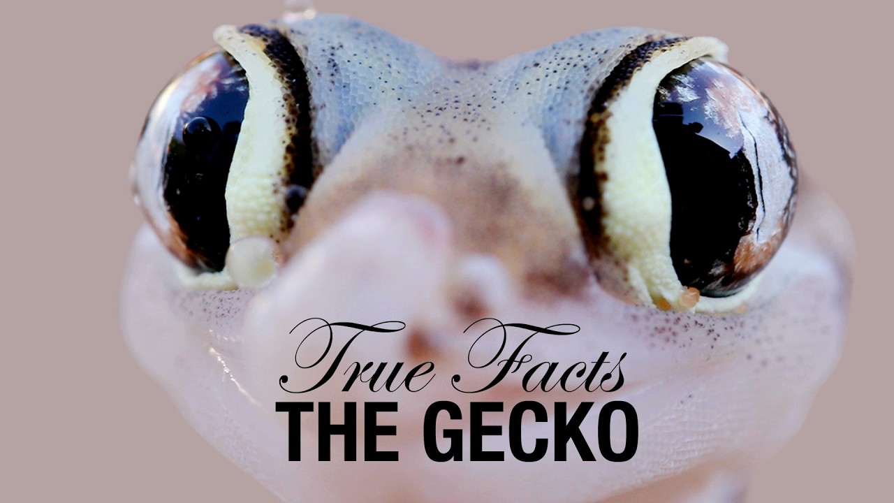 True Facts: Geckos