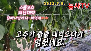 고추가 주렁주렁 달리다가 멈췄습니다. 소뿔 티탄대박 담배나방이 극성입니다 2022년 7월 5일