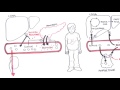Diabetes Type II Pathophysiology
