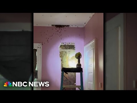 Toddler’s ‘monster’ behind wall turns out to be massive beehive