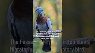Passenger Pigeon - Extinct Animal
