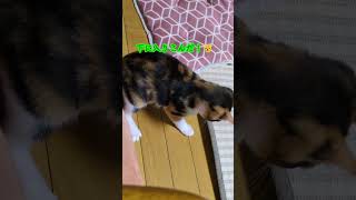 三毛の子猫ファミリー計画その22　スルメのにおいするニャン🙀🤗 #猫のいる暮らし #子ネコ #保護猫 #三毛猫 #ニャンキー #cat #ねこのいる生活