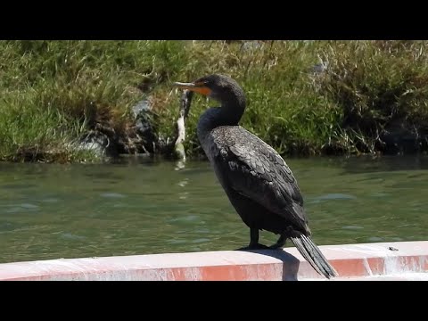 Kormorán rohatý (Phalacrocorax auritus) — Double-crested Cormorant