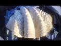 LARGEST CLAM SHELL WITH REAL PEARLS.. LOOK AT THE SIZE OF THIS!