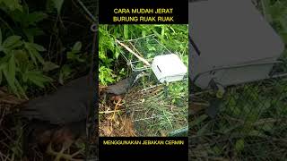 Download lagu JERAT RUAK RUAK mp3