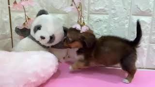 ハーフ犬の動画01