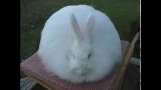 French For Rabbits - Gone Gone Gone