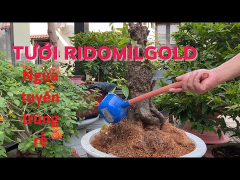 Tưới Ridomilgold giúp ngừa bệnh tuyến trùng rễ, chết cành, diệt nấm bệnh dưới gốc mai