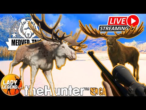 Time for the GREAT ONE MOOSE GRIND in MedVed!!!  LIVE with Lady!!!