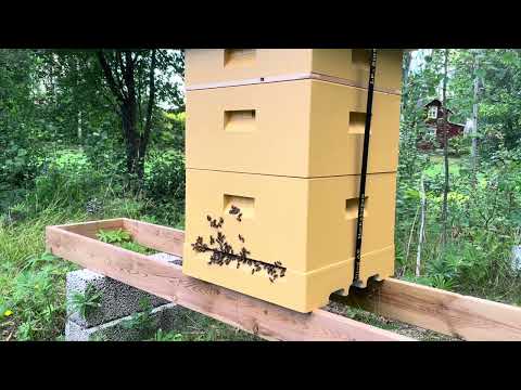 Bikupan - lite mulen eftermiddag