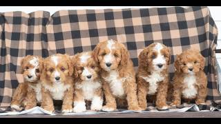 Video preview image #1 Cavapoo (Miniature) Puppy For Sale in DORNSIFE, PA, USA