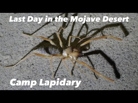 Last Day in the Mojave Desert / May 2021 Excursion Part 15