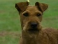 Irish Terrier - Irish Terrier part 2
