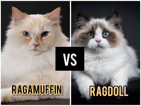 Ragdoll VS Ragamuffin  |  What Are The Differences?