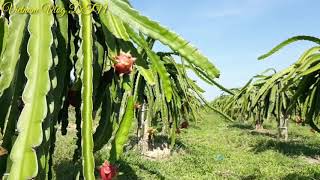 preview picture of video 'VƯỜN THANH LONG BÌNH THUẬN | Cuộc sống Bình Thuận - Dragon Fruit Farms | VVDTN'