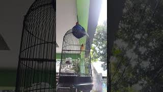 Download lagu Kenari Isian Kacer mp3 Download lagu Kenari Isian Kacer mp3