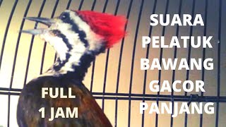 Download lagu Suara pelatuk bawang gacor panjang//masteran burung pelatuk mp3