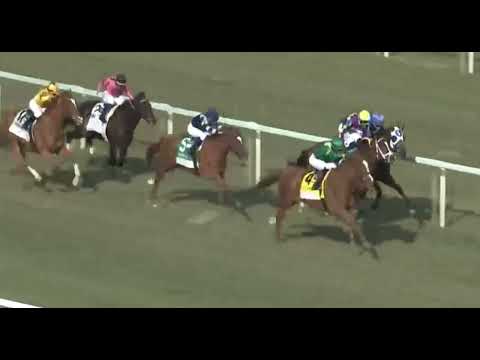 2022 01 :29 R9 :Jose Ortiz :Reagal GloryT:Chad Brown Pegasus World cup  Turf  Grade 3  @ Gulfstream