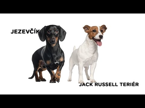 Duel Jezevčík vs. Jack Russell teriér - Tlapka TV