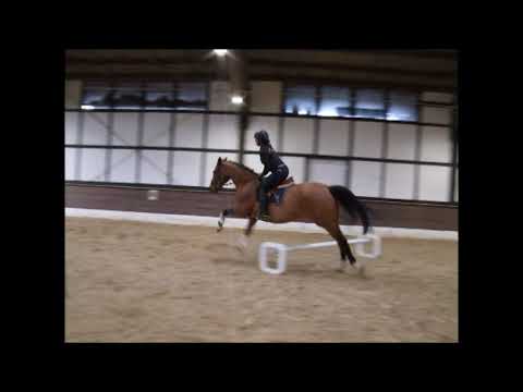 CHARMING MAN 9j. Holst. v. L.B. Companiero VB 18.000,- Euro