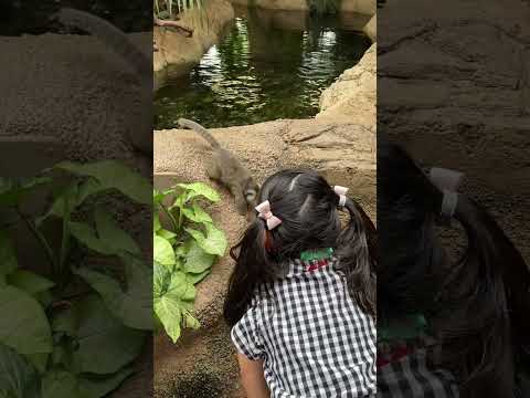 カリスリックス・アウリタのイラスト