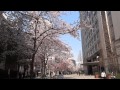 Токио. Сакура бульвара Косю-кайдо \ Sakura Koshu Kaido. Tokyo 