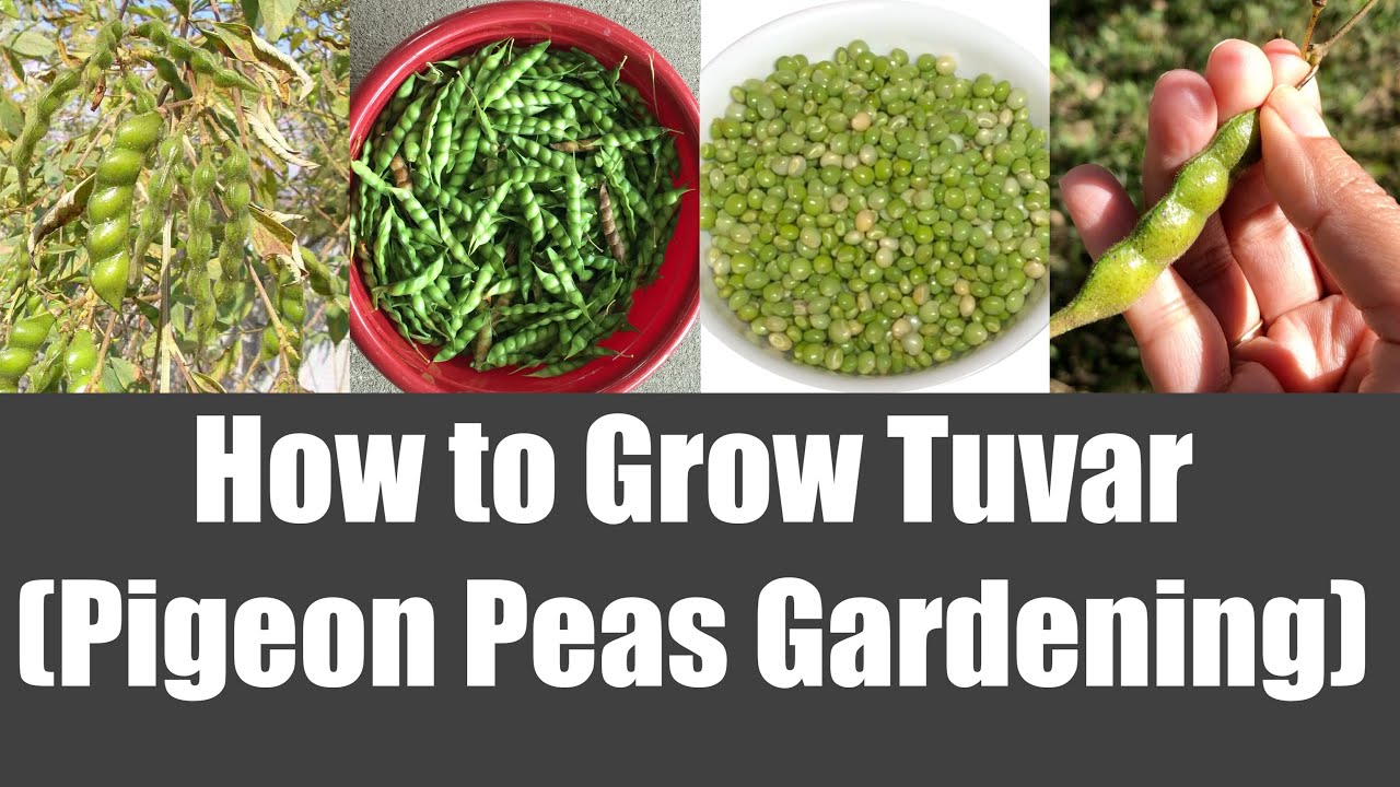 Gardening: How to Grow Tuvar Toor (Pigeon Peas) Home Garden Video | Bhavna's Kitchen