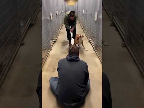 He Finally Found His Stolen Pitbull at a Shelter
