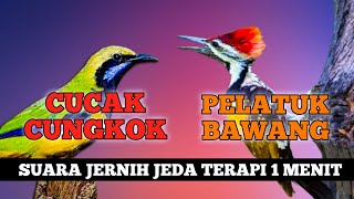 Download lagu 4 jam masteran kombinasi cucak cungkok dan pelatuk bawang suara jernih berjeda mp3 Download lagu 4 jam masteran kombinasi cucak cungkok dan pelatuk bawang suara jernih berjeda mp3