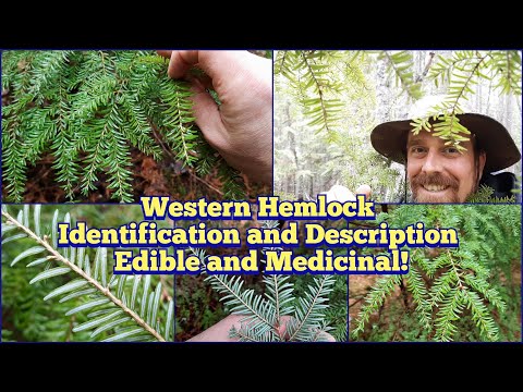 カナダ産ヘムロック 植物