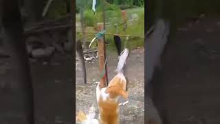 Download lagu kucing lucu panjat pinang,,hadiah nya ikan siapa cepat dia dapat#shortvideo mp3