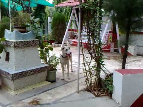 amar chasing sheru.mp4