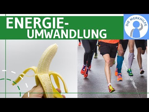 Energy & Energy Conversion Simply Explained 1 - Thermodynamics & Conversion - Metabolic Biology