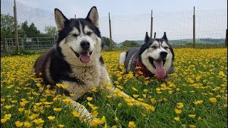 Excited husky see&#39;s best friend