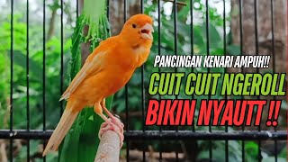 Download lagu SUARA Kenari GACOR PANJANG Pancingan & masteran Kenari Paud AGAR gacor AMPUH Kenari MACET bunyii mp3 Download lagu SUARA Kenari GACOR PANJANG Pancingan & masteran Kenari Paud AGAR gacor AMPUH Kenari MACET bunyii mp3