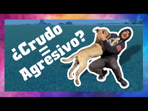 📣📣“Si tu PERRO come CARNE CRUDA , te puede ATACAR!!!”