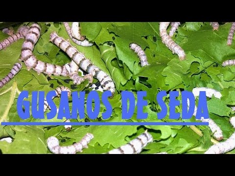 Video SILKWORMS for children. Egg, caterpillar, chrysalis to butterfly. In Spanish