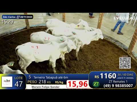 Lote 47 - São Carlos 08/11/2025 | Marwin Felipe Sander