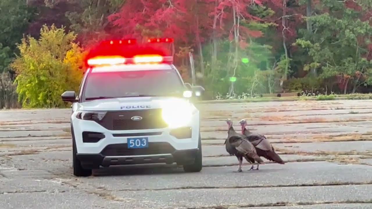 Wild Turkeys Chase Police Car || ViralHog