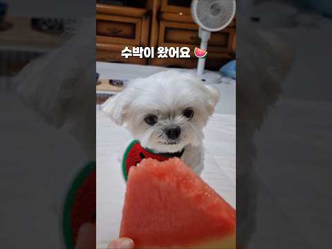 강아지 수박 챌린지 | Dog Watermelon Challenges #귀여워 #강아지 #반려견 #강아지여름 #말티즈 #cute #귀여운 #강아지일상 #pets #puppy #재미