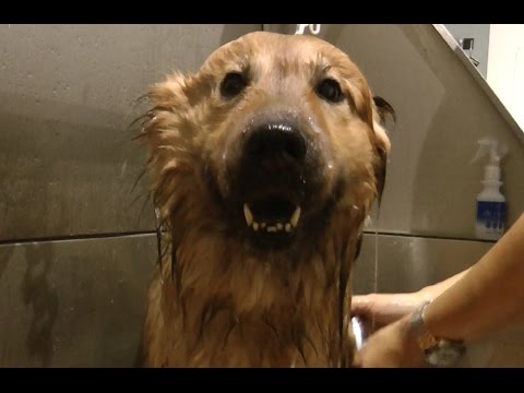 Hundstage in München - Was hilft Vierbeinern bei Hitze?