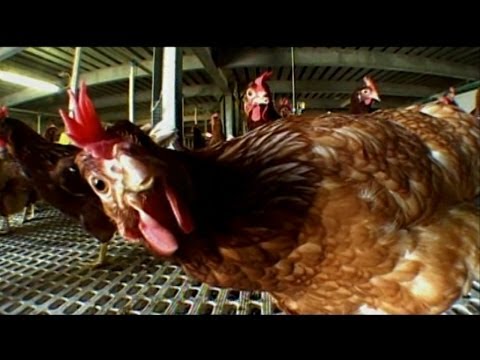 Violazione di pigmentazione di pelle da abbronzatura Cambiamenti di un posto di pigmentary