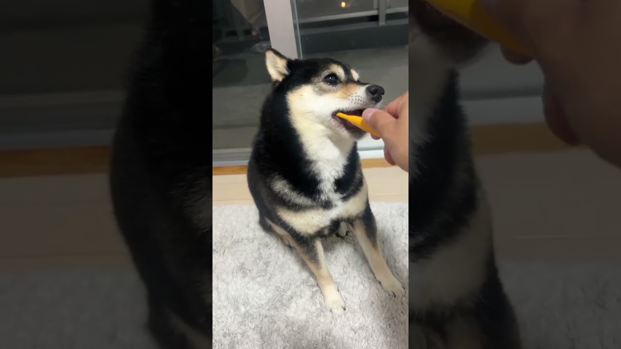 歯磨きが好きすぎる黒豆柴#shorts