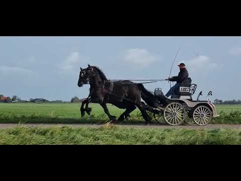 Stal Okkema's pair of geldings - Bauke & L-Rey