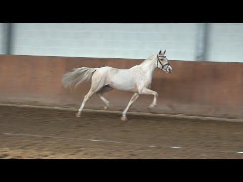 VALERIA, Stute von Valerius - Top Champy, *13.05.2017