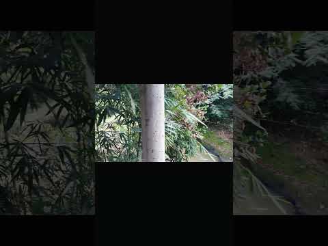 Escape to Niroshro Nirob: Nature's Serenity in a Kure Ghor