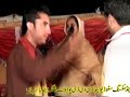 Qissa Sassi Punnu Bali Jatti Punjabi Desi Songs Best Wedding Program FIVE STAR KHARIAN GUJRAT 7