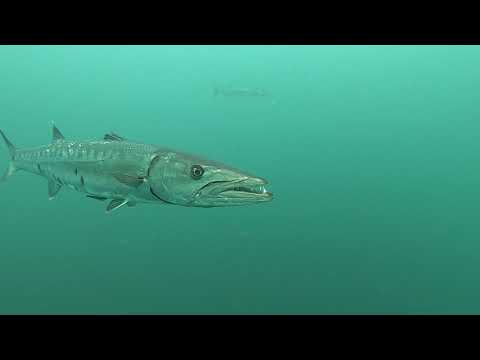 Aug 13 2020 Barracuda close up.  Panama City Diving, Panama City Beach, FL