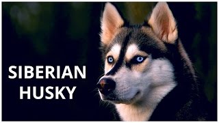 Siberian Husky