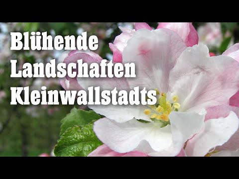 Blühende Landschaften Kleinwallstadts - 1. Teil: Mai 2021